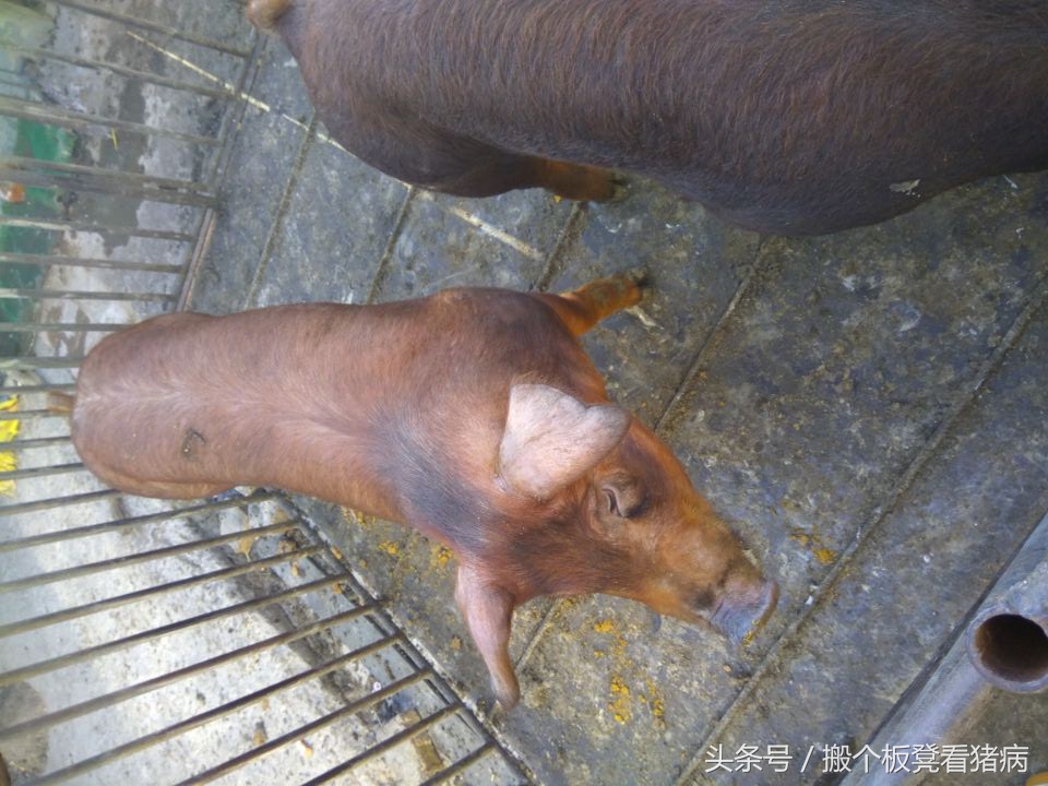 如何做好公猪的饲养管理,公猪的科学管理方法