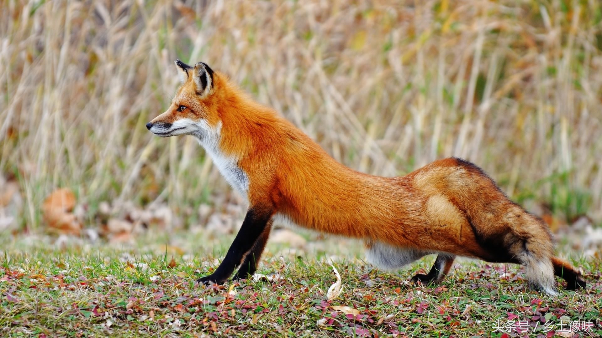 老母鸡下了一个笨鸡蛋,老母鸡下的蛋拿走了影响抱窝吗