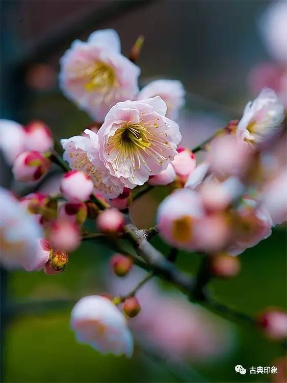 青江梅花香雪海,香雪海梅花国画
