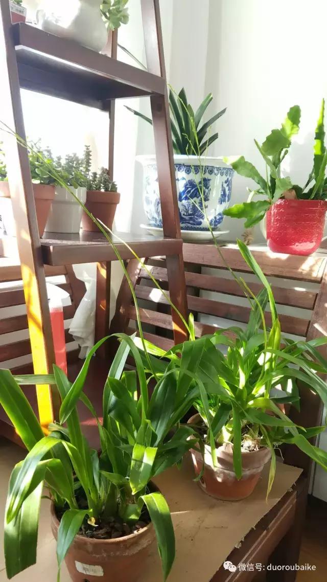 养多肉人发的朋友圈,养肉者们分享的多肉视频