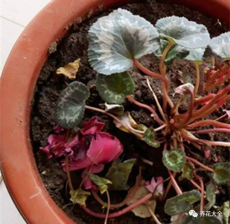 花死了花盆要不要扔,花死了要不要扔