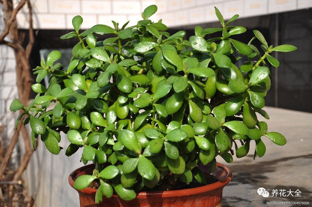 花死了花盆要不要扔,花死了要不要扔