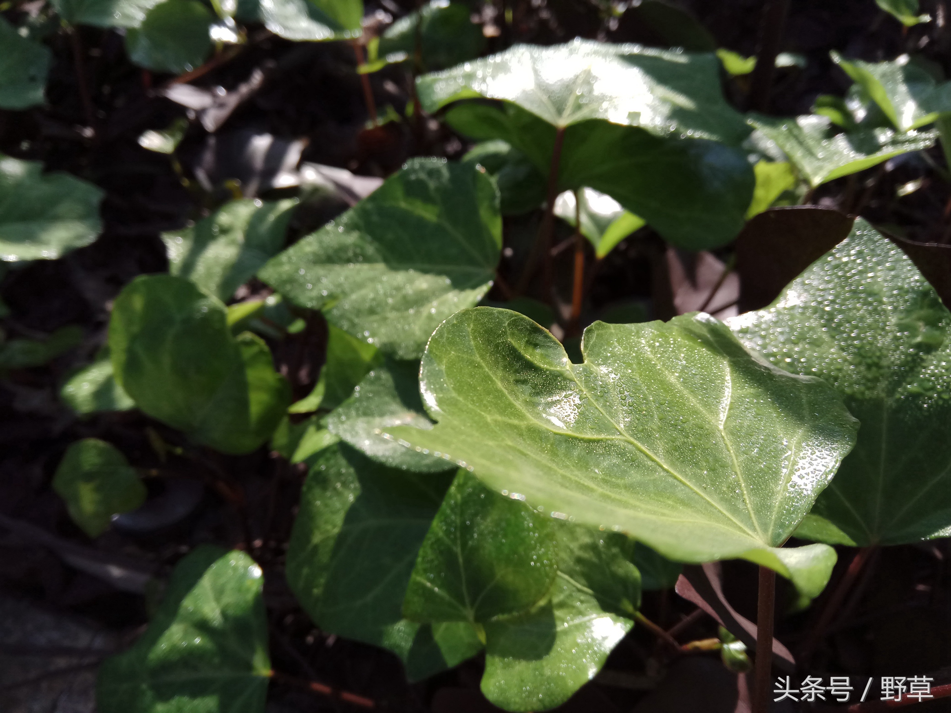 吴秀波刘诗诗刘昊然代言红米,红米广告刘诗诗吴秀波刘昊然