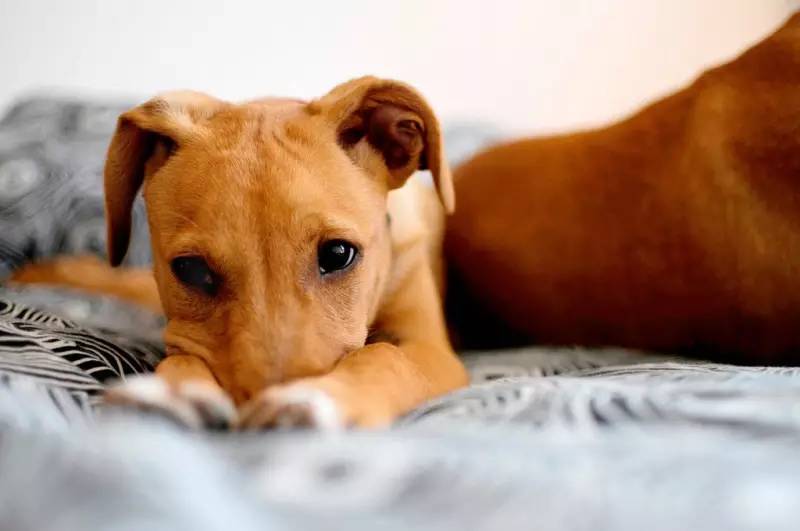 家庭式寄养哪家比较好,家庭式寄养靠谱吗