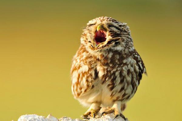 最让人讨厌的6种动物是什么,农村人最恨的动物