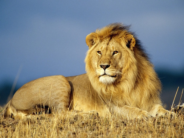 小狮子的真面目太可怕了,严肃的狮子座