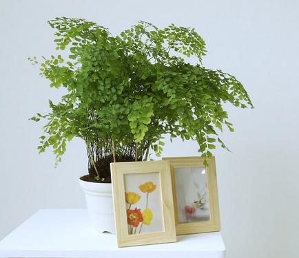 铁线蕨叶子变黑,铁线蕨为什么有的叶子变黑了