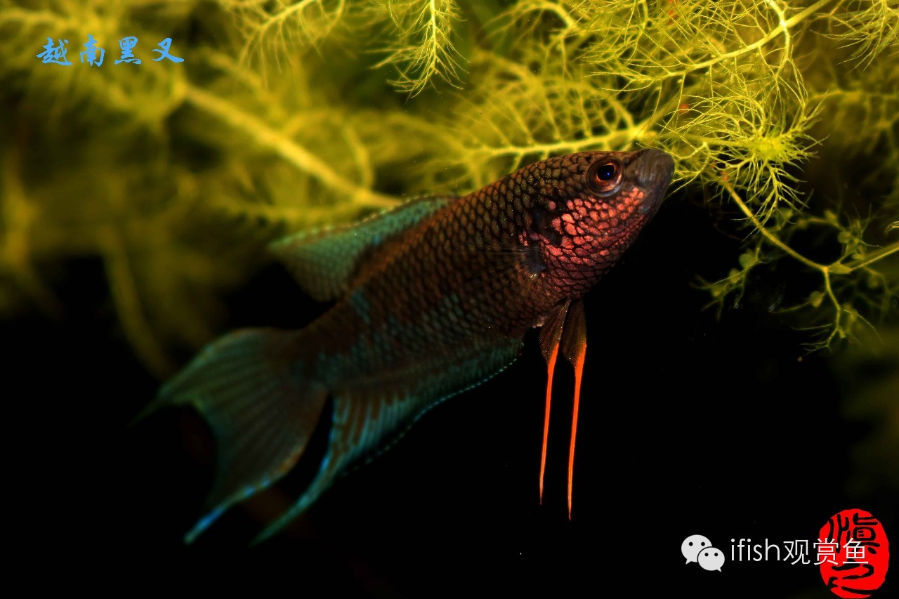 大圣年,大圣过年放鞭炮