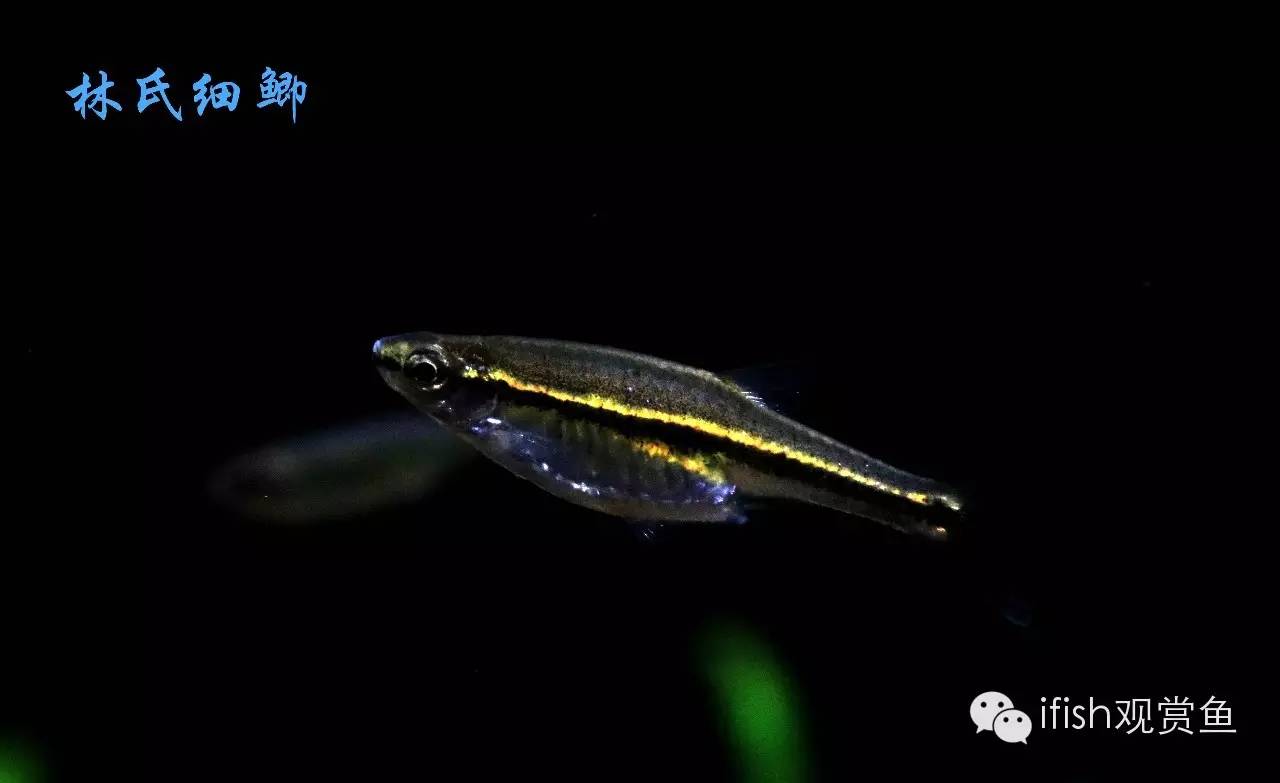 大圣年,大圣过年放鞭炮