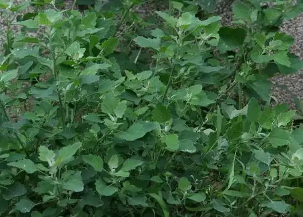 云南人再贵也要吃野生菌,云南人吃饭奢侈