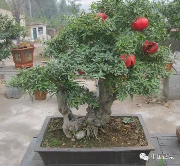 一株盆景60万元,石榴盆景100种图片