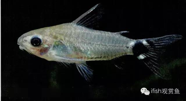 鼠鱼如何繁育,小型鼠鱼怎么养