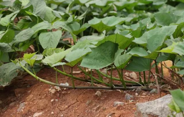 叶子像蒲公英根像人参是什么植物 (哪几种树的叶子可以当菜吃)