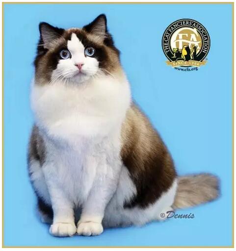 布偶猫美,布偶猫好美