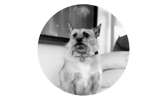 「2月上海春季」有爱领养