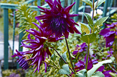 哥斯达黎加有哪些红色的花,哥斯达黎加月季花