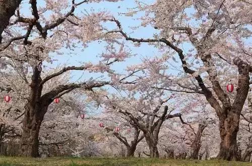 2020年日本樱花季观赏最全攻略,樱花节要来啦