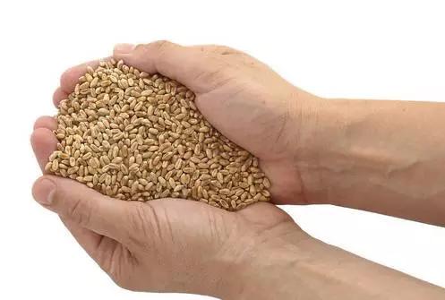 “过捧，莫cào哈！cào烂了不好卖”重庆人秒懂！