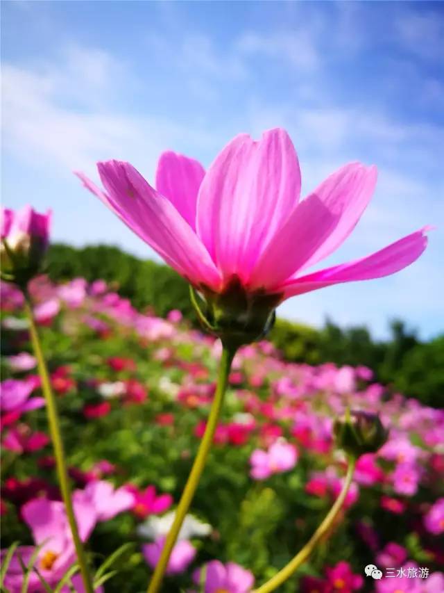 您好，2017年｜阳光灿烂，花果飘香，迎新年这些地方你不得不去！