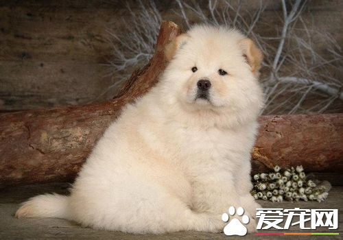 松狮犬怎么训练不咬人,松狮犬倔强的性格怎么训练