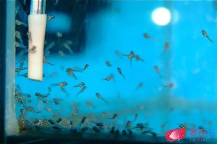 罗汉参的繁殖方法,罗汉鱼怎么养起头