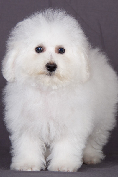 比熊犬多少钱一只便宜好养,比熊犬大约多少钱一只幼崽