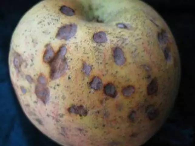 维纳斯苹果苦痘病为什么严重,苹果苦痘病症状及发生原因