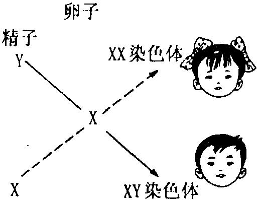 生男生女的关键取决于什么,生男生女的胎型