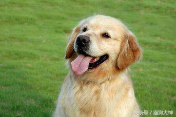 想养好狗狗应该看什么书,想养狗狗金毛