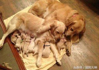 想养好狗狗应该看什么书,想养狗狗金毛