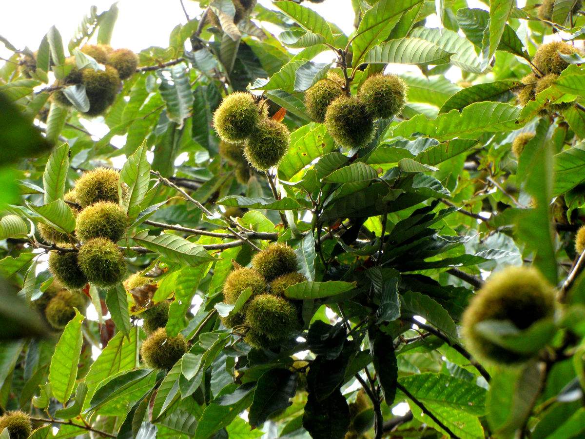 缃楃敯鏉挎牀椋庢櫙瑙嗛,缃楃敯鏉挎牀鍗抽鏉挎牀