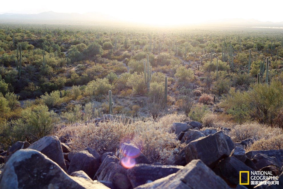 图森仙人掌,图森地理位置