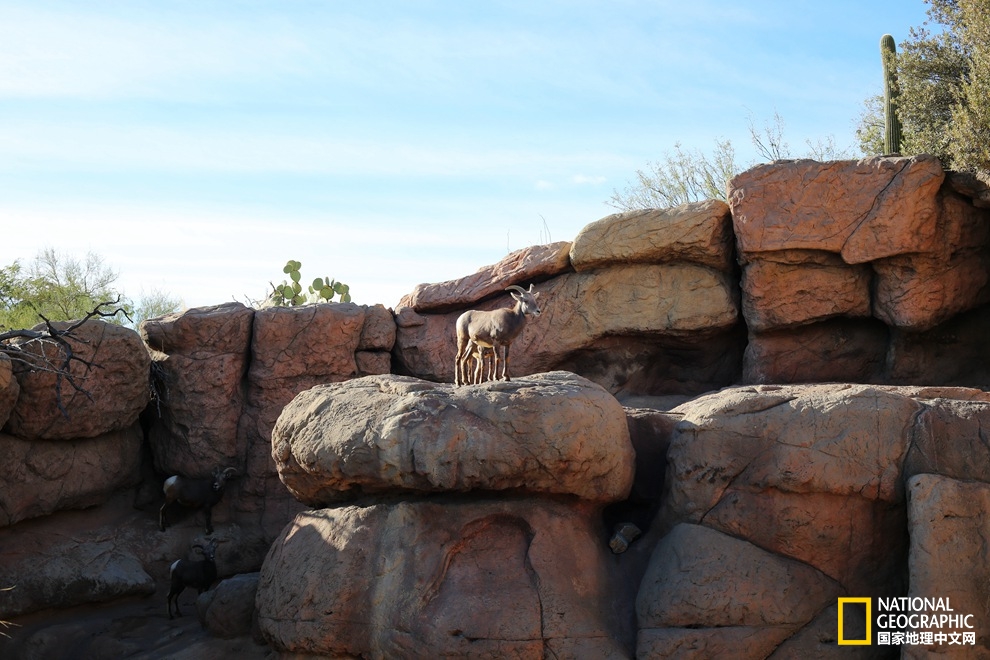 图森仙人掌,图森地理位置
