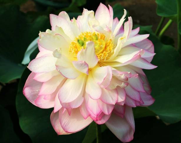 铲屎官如何养宠物,新手铲屎官如何养狗狗