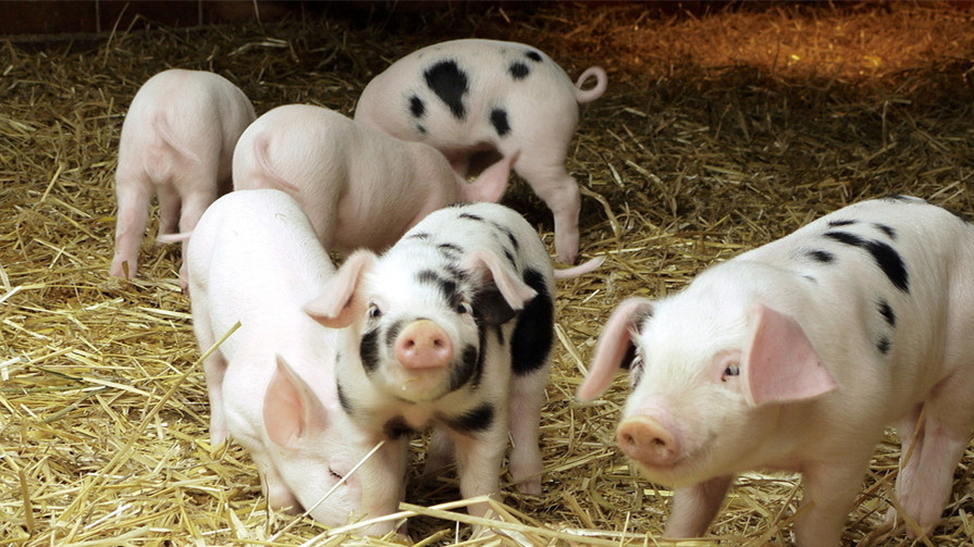 仔猪水肿病的防治措施毕业论文,治仔猪水肿病的特效药