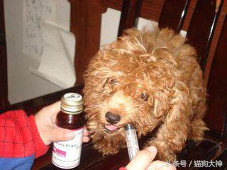 犬瘟不治疗一定会死吗,犬瘟热不可怕