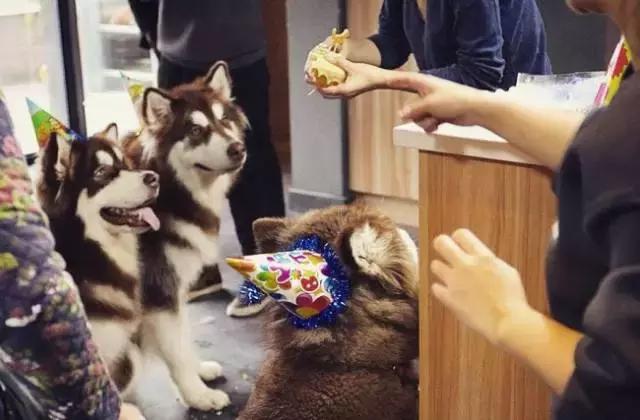 成都宠物寄养基地,成都狗狗寄养