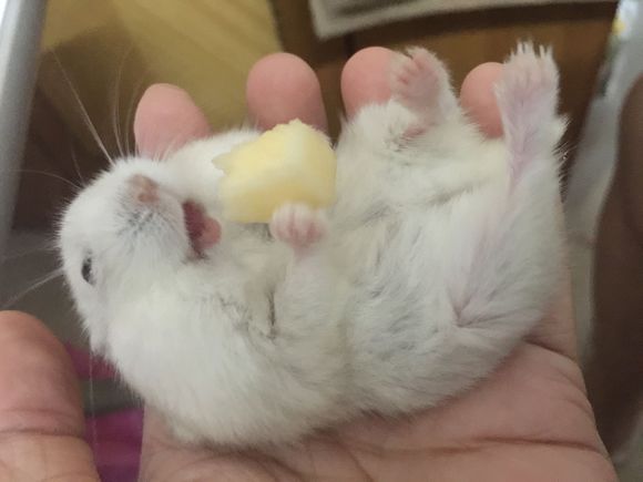 必须买的仓鼠零食,小仓鼠买东西推荐吃的主食小零食