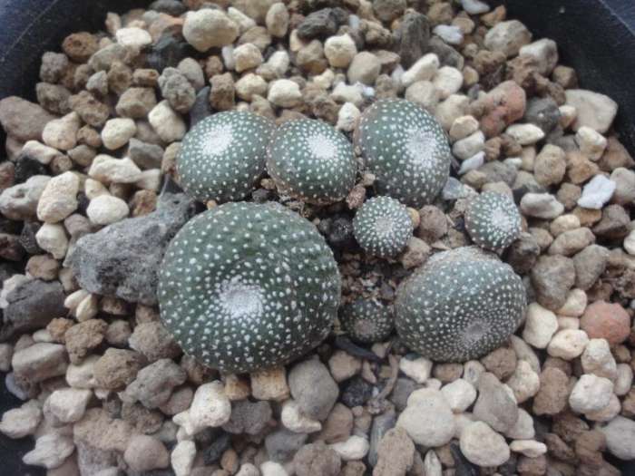 鏃ユ湰鐜夐湶澶氳倝澶ф,浠庡鑲夊ぇ妫氶噷璺戝嚭鏉ョ殑澶氳倝