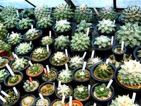 鏃ユ湰鐜夐湶澶氳倝澶ф,浠庡鑲夊ぇ妫氶噷璺戝嚭鏉ョ殑澶氳倝