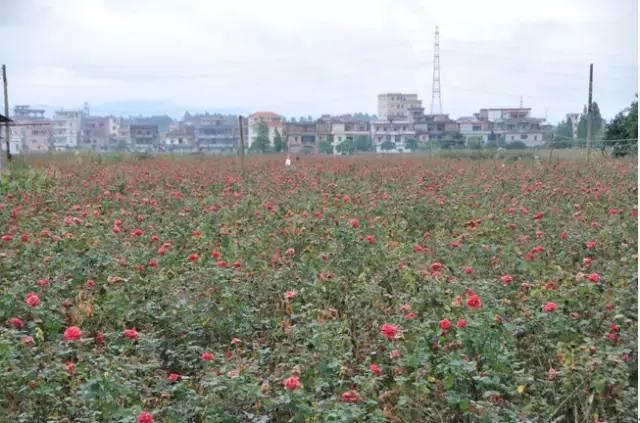 广州花都哪个村最有钱,花都区哪个镇有钱