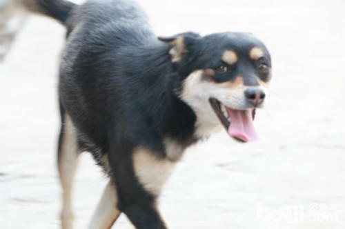 四眼土狗有几种类型,小土狗四眼狗