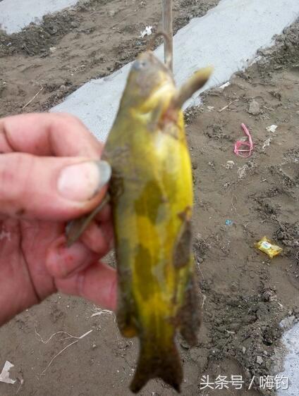 野鲫鱼怎么钓爆护,野钓爆护的几个技巧