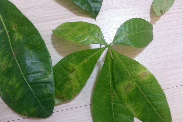 养花小窍门发财树叶子发黄怎么办,室内养的发财树叶子发黄怎么办