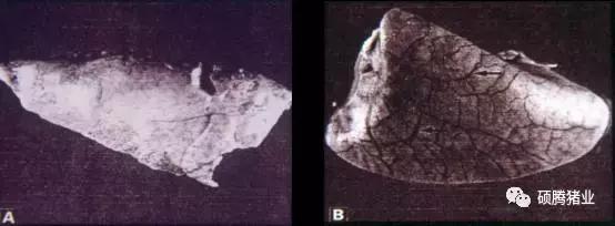 猪霉菌毒素最怕三种克星,猪霉菌毒素中毒有什么症状