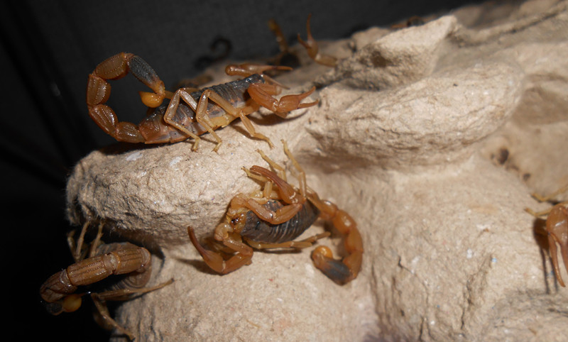 中国五毒之中为什么没有蜘蛛,五毒和蜘蛛的区别