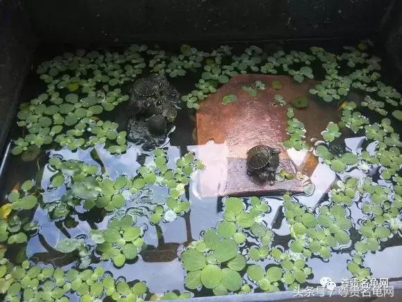懒人养龟有诀窍，泥水生态养殖就是那么简单！