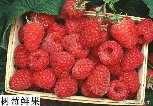 树莓苗怎么辨别真假,树莓苗和草莓苗区别