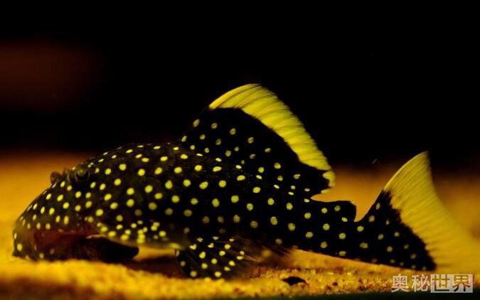 24k黄金达摩野生和人工的区别,24k黄金达摩真的有黄金吗