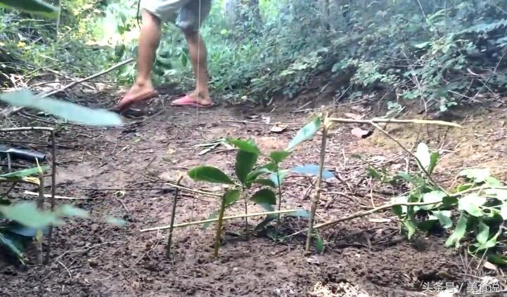 农村里的人是这样抓野鸡的,用细竹竿做陷阱很好用